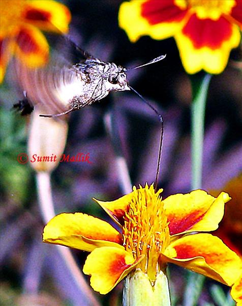 Hummingbird Hawk Moth (Macroglossum nycteris)